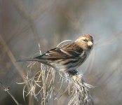 Redpoll1a.JPG