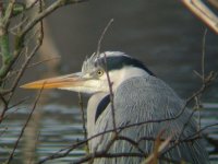 Heron.jpg