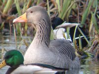 Greylag.jpg