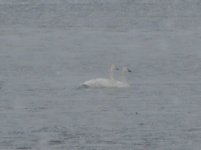 Tundra swans.jpg