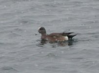 Wigeon.jpg