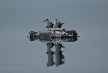 Bridled Tern 2.jpg