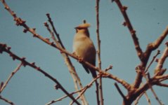 AAA Waxwings 02.jpg