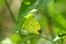 Common Grass Yellow rsa 1.jpg