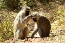 Vervet Monkey rsa 2.jpg