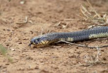 Snout-nosed Cobra rsa 1.jpg