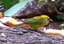 silver-throated tanager.png