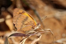 Veined Orange rsa 1.jpg