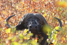 African Buffalo rsa 4.jpg