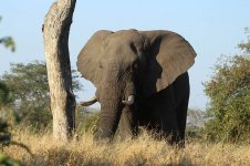 African Elephant rsa 6.jpg