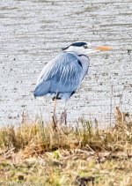 Grey Heron-5075.jpg