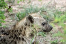 IMG_0265hyenaWeb.jpg