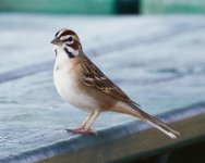 Lark Sparrow 2-2-2018.jpg