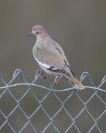 White Winged Dove  2-4-2018.jpg