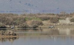 2 Cranes at Polichnitos saltpans 180218 photo  Lefteris Kakalis.JPG