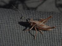 Bushcricket.JPG