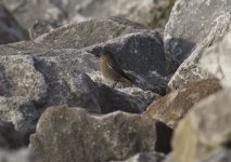 Black_Redstart_Spurn_Oct17.jpg