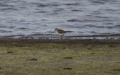 Little_Stint_Spurn_Oct17.jpg