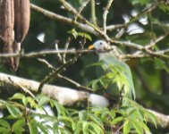 Oberholsers Fruit Dove_Molibagu_280617a.jpg