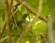 BN Fruit Dove_Tambun_270617a.jpg