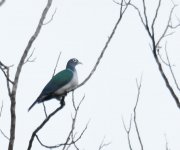 Spectacled Imperial Pigeon_Foli_210617a.jpg