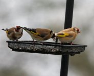 Goldfinch leucism.jpg