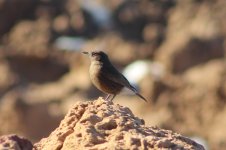 maybe wheatear.JPG