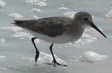 Dunlin(1).jpg