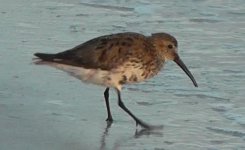 Dunlin(2).jpg