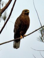 steppe_buzzard_dark_morph.jpg