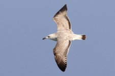 Mongolian Gull (01) - Copy.jpg