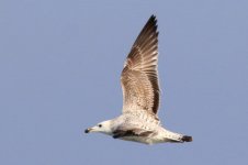 Mongolian Gull (04) - Copy.jpg