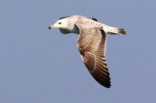 Mongolian Gull (05) - Copy.jpg