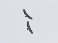 Vulture crop.JPG