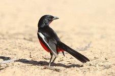 Crimson-breasted Shrike rsa 1.jpg