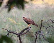 Long Legged Buzzard resize.JPG