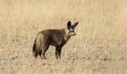 Bat-eared Fox rsa 1 (2).jpg