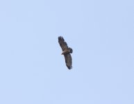 Greater Spotted Eagle resize.JPG