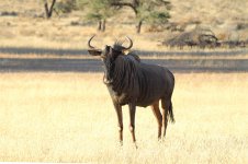 Blue Wildebeest rsa 1.jpg