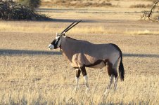 Gemsbok rsa 1.jpg