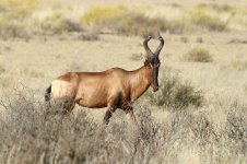 Red Hartebeest rsa 2.jpg