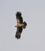 Tawny Eagle 2 resize.JPG