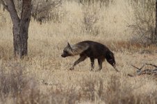 Brown Hyena rsa 2.jpg