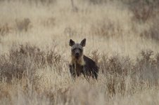 Brown Hyena rsa 3.jpg