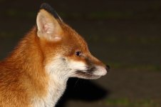 20180220 (2)_Red_Fox.JPG