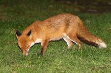 20180220 (5)_Red_Fox.JPG