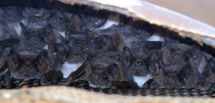 Angolan Free-tailed Bats rsa 1.jpg