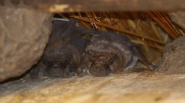 Little Free-tailed Bats rsa 1.jpg