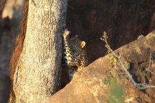Leopard rsa 2.jpg