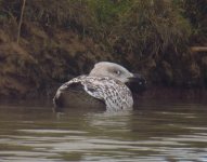 G B-b Gull, eye defect, Thornwick Pool, Flamborough, 25 Dec 17jpg.jpg